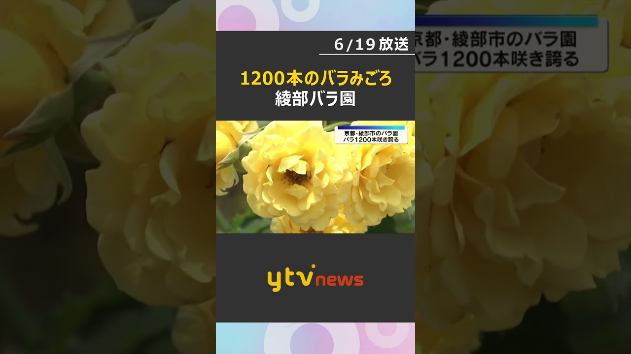 「アンネのバラ」も…美しき姿と香りを楽しむ 約1200本のバラが見頃 京都・綾部市#shorts #読売テレビニュース