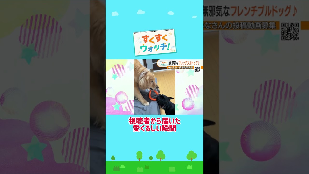 人間みたいな仕草!? まっくくんの寝顔 《視聴者提供》#shorts #読売テレビニュース #じゅーっと #すくすくウォッチ