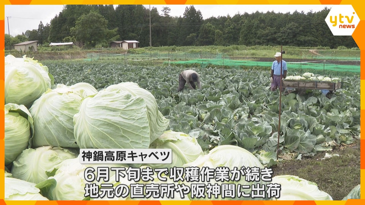 甘くてシャキシャキ!神鍋高原キャベツ 収穫作業が最盛期 兵庫・豊岡市