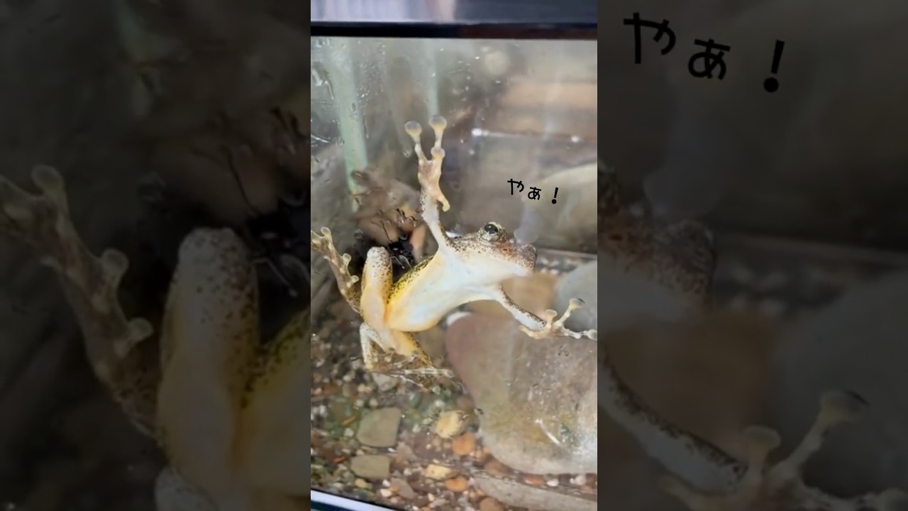 主役はカエル🐸梅雨の特別展示#すさみ町 #エビとカニの水族館 #梅雨 #読売テレビニュース