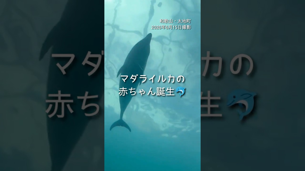 マダライルカの赤ちゃん🐬#くじらの博物館 #太地町 #読売テレビニュース