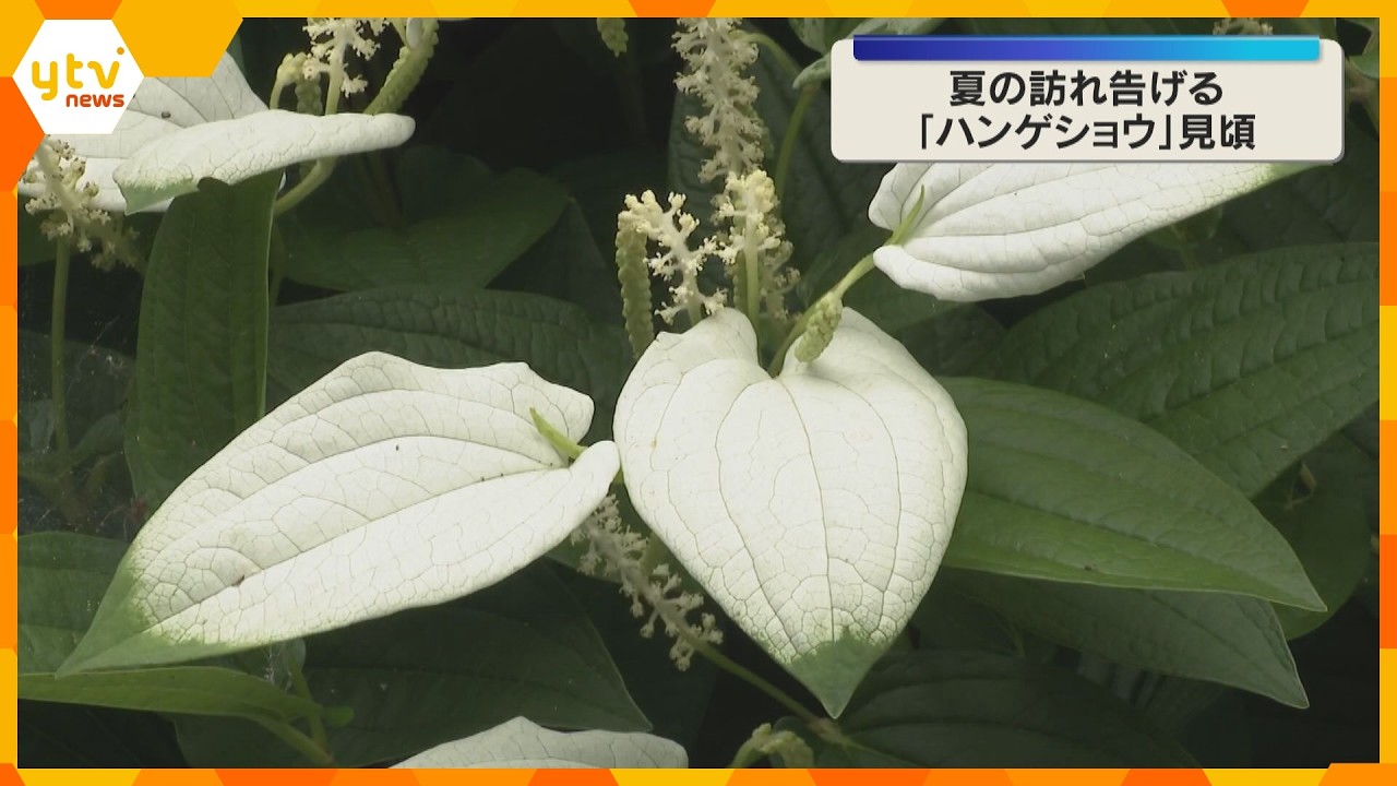 ハンゲショウ（半夏生・半化粧）見ごろ　梅雨～初夏に葉が白く色づく「大庄屋諏訪家屋敷」滋賀・守山市