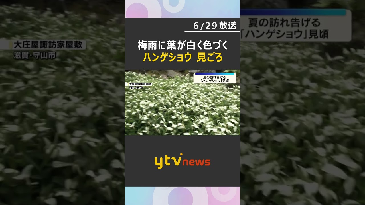 ハンゲショウ（半夏生・半化粧）見ごろ　梅雨～初夏に葉が白く色づく「大庄屋諏訪家屋敷」滋賀・守山市#shorts #読売テレビニュース