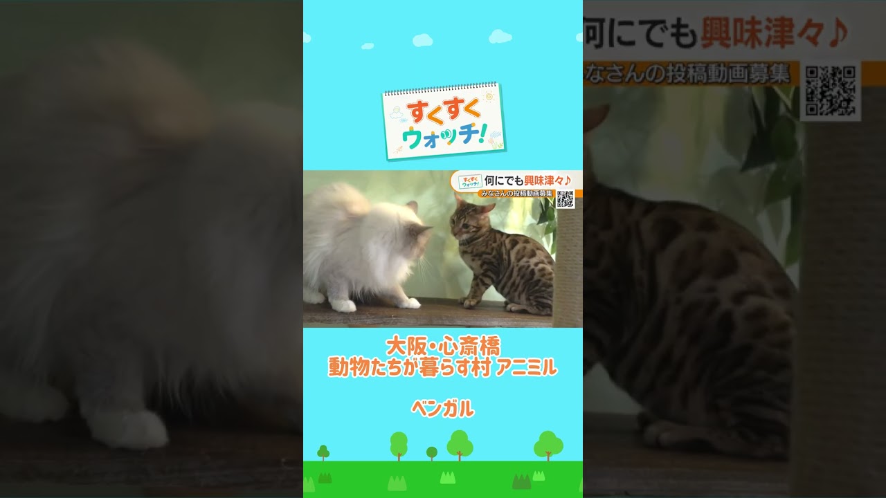 大阪のマダムも顔負けのヒョウ柄「ベンガル」　アニミル#shorts #読売テレビニュース #じゅーっと #すくすくウォッチ #ベンガル