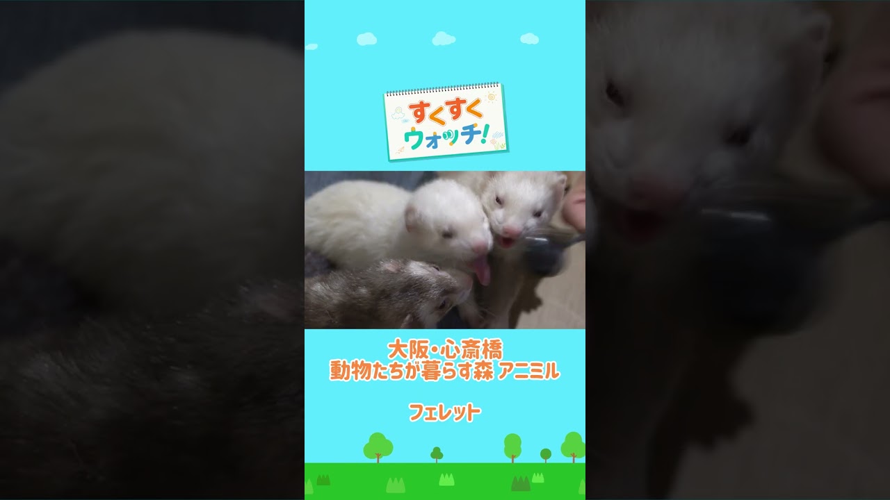 かわいいフェレットトリオ アニミル#shorts #読売テレビニュース #じゅーっと #すくすくウォッチ #フェレット