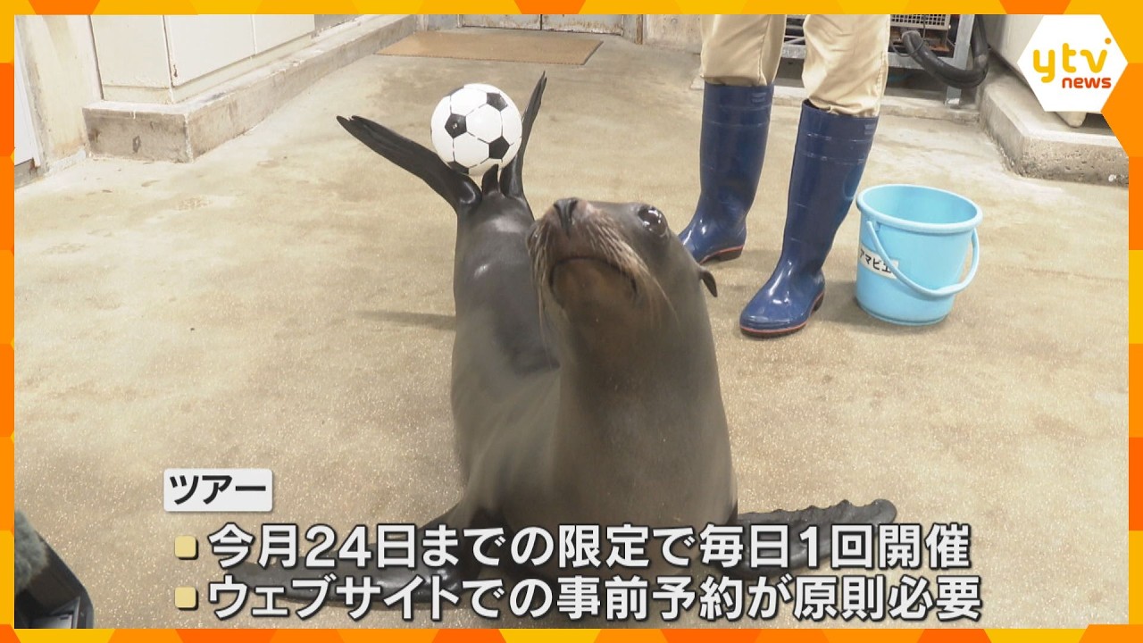 サッカーW杯記念でアシカとボール遊び 兵庫・城崎マリンワールドで限定バックヤードツアー