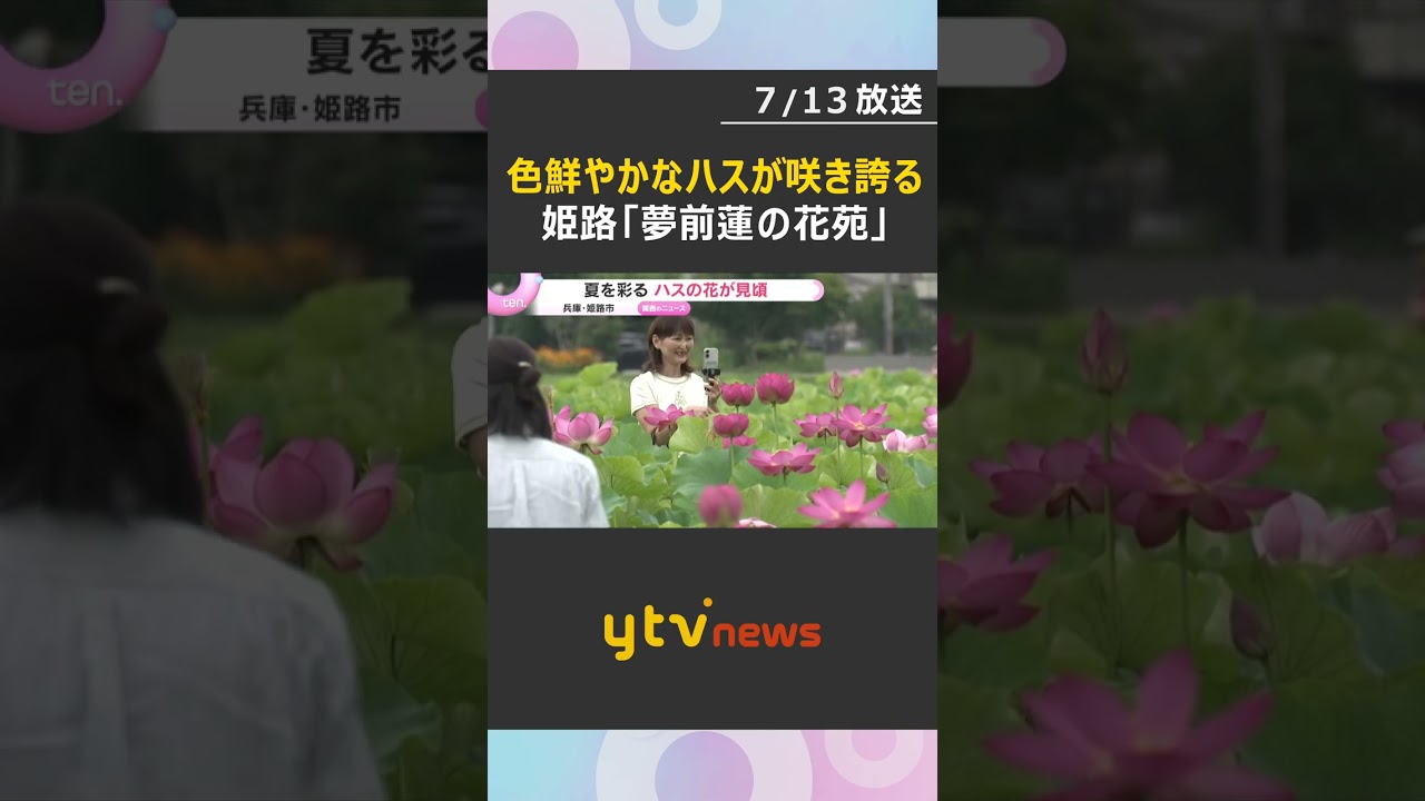 夏を彩るハスの花が見頃 1万2000平方メートルの敷地に咲き誇る 兵庫・姫路市#shorts #読売テレビニュース