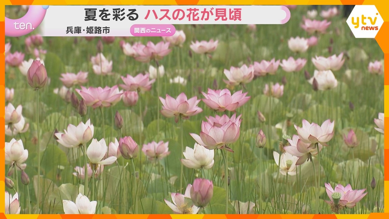 夏を彩るハスの花が見頃 1万2000平方メートルの敷地に咲き誇る 兵庫・姫路市