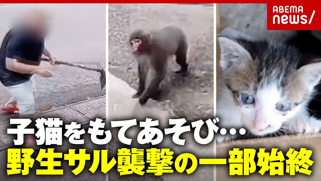 【筋肉隆々サル】子猫4匹をおもちゃのようにもてあそび投げ飛ばす…突然の襲撃 飼い主の証言|ABEMA的ニュースショー