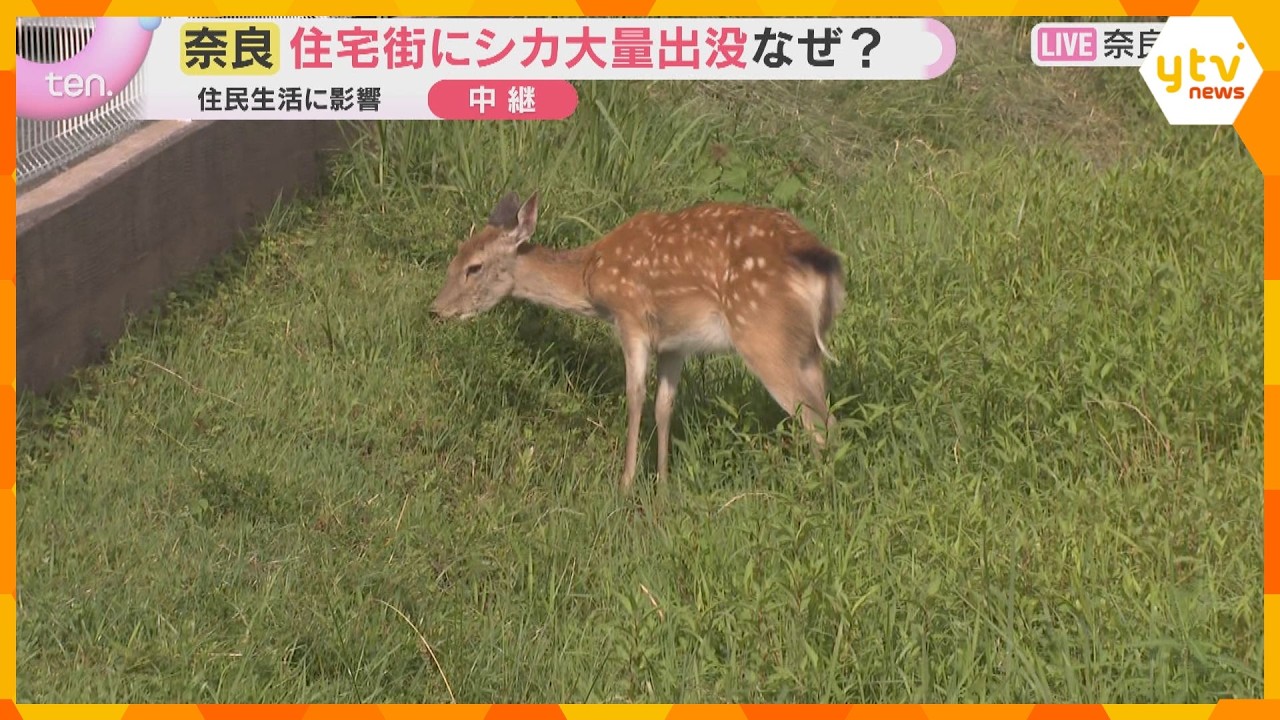 奈良の住宅街にシカ大量出没 頭数が過去最多、エサ不足で奈良公園の外へ…接触事故や農作物被害も懸念