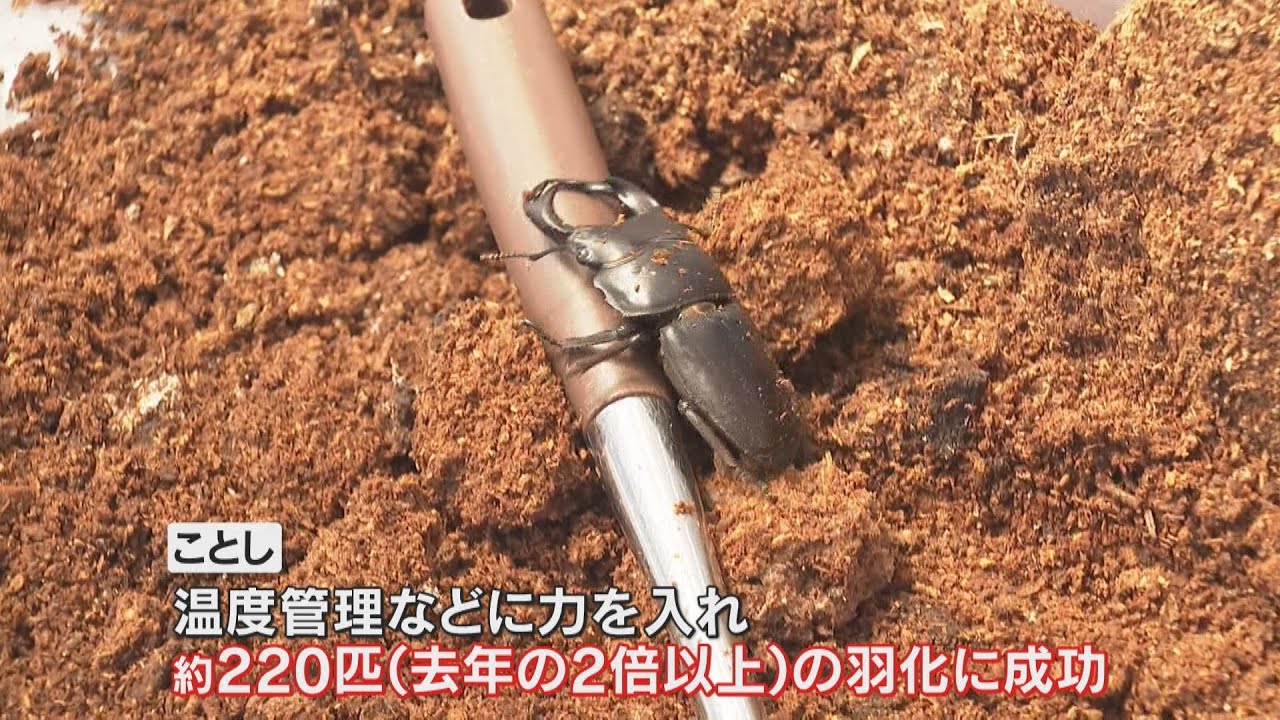 日本最大級のクワガタ「オオクワガタ」の販売準備始まる　京都・福知山の生活介護事業所　220匹を13日から販売予定