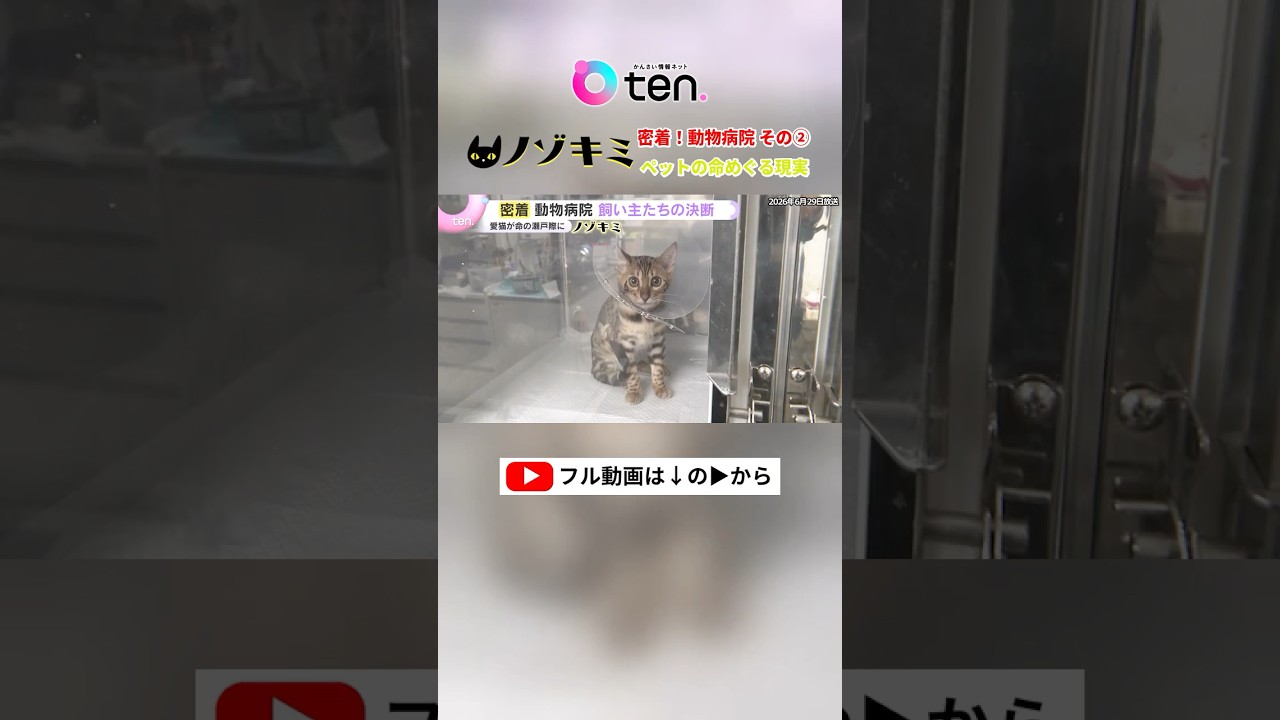 密着!動物病院② 家族同然のペットが厳しい診断結果に…飼い主たちの決断は!? #読売テレビニュース #かんさい情報ネットten #ノゾキミ
