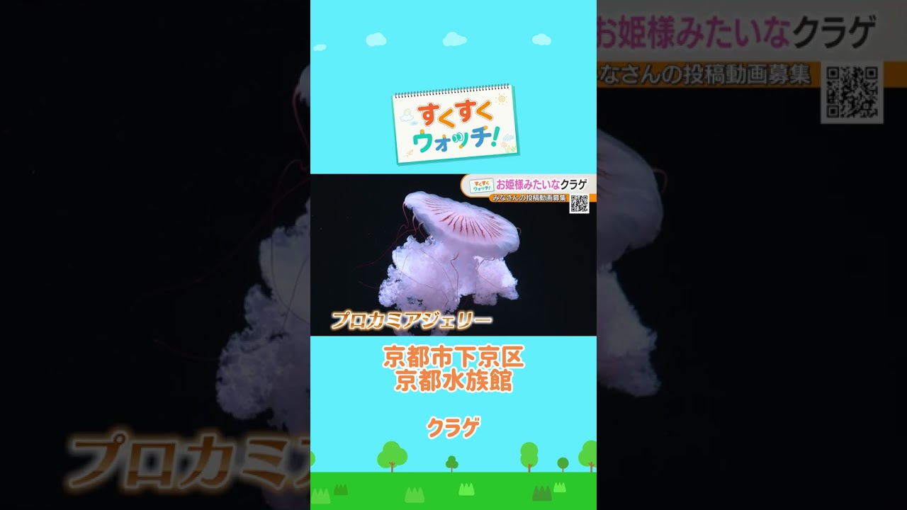 思わずみとれてしまう「クラゲの世界」をのぞき見🪼 神戸どうぶつ王国 #shorts #読売テレビニュース #じゅーっと #すくすくウォッチ #クラゲ