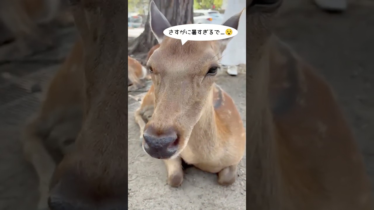 鹿がミストを占領!?#奈良 #鹿 #読売テレビニュース