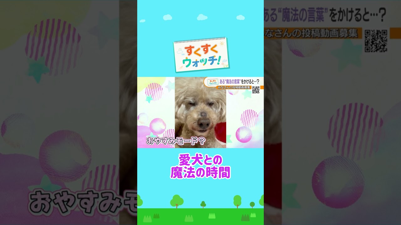 《視聴者投稿》 魔法にかかっちゃうご長寿わんこ🪄 #shorts #読売テレビニュース #じゅーっと #すくすくウォッチ