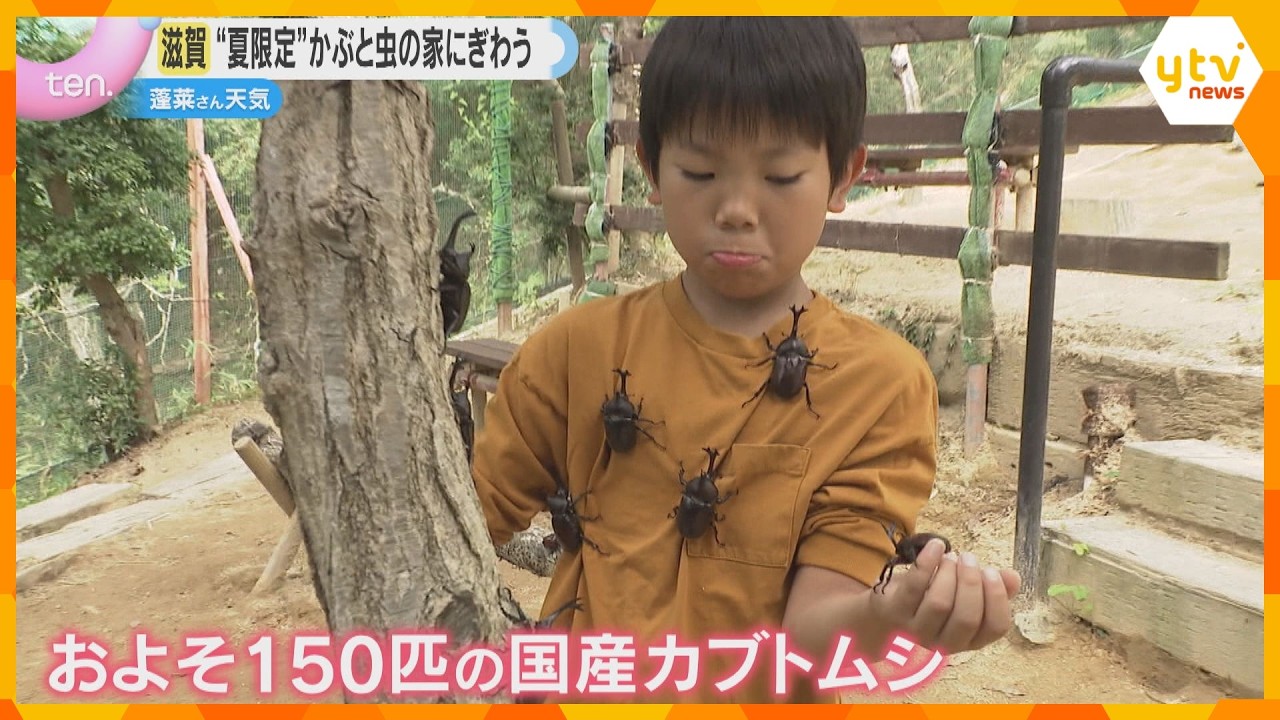 「うれしい!」子どもらが興奮 カブトムシと触れ合える施設オープン 滋賀・比叡山ドライブウェイ
