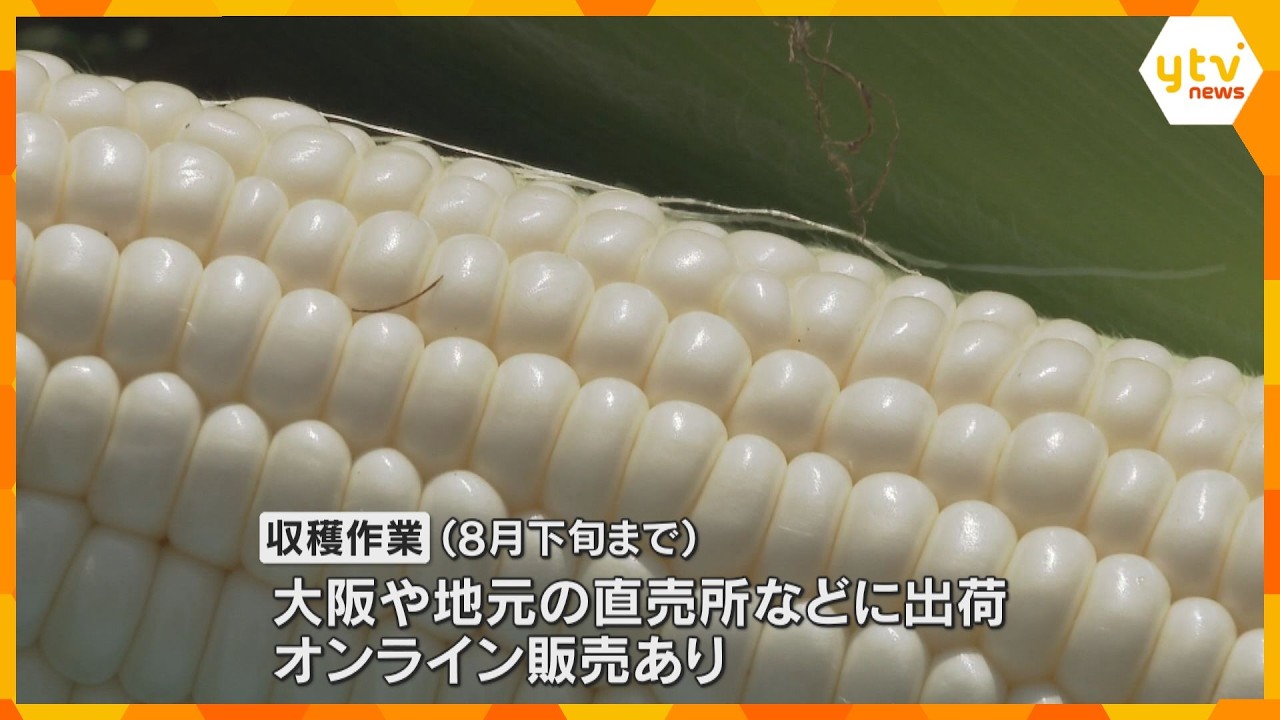フルーツのような甘さ「シルクコーン」の収穫作業 兵庫県豊岡市のブランドトウモロコシ