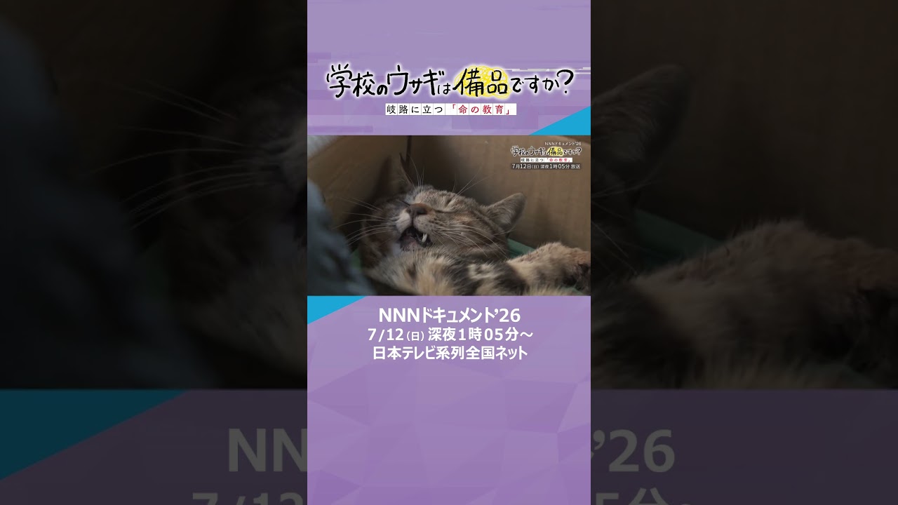 NNNドキュメント’26「学校のウサギは備品ですか? 岐路に立つ『命の教育』」 #ドキュメント #読売テレビ #ytv #NNNドキュメント