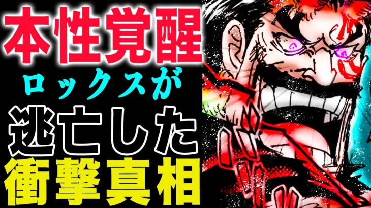【ワンピース1155話感想】ロックスの歴史！それ以上できない！ロックスとハラルドの出会い！(予想妄想)