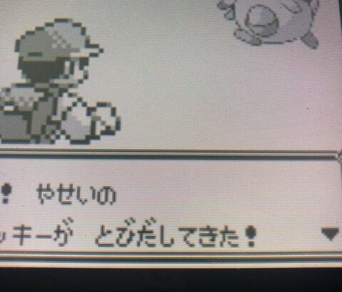 ワイ初代ポケモン、ラッキーにボール240球投げるも当たらず