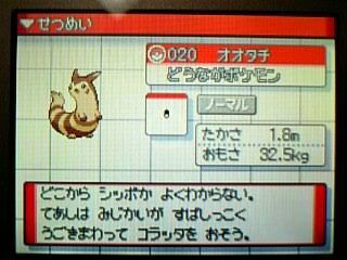 素手でタイマンで勝てそうなポケモン