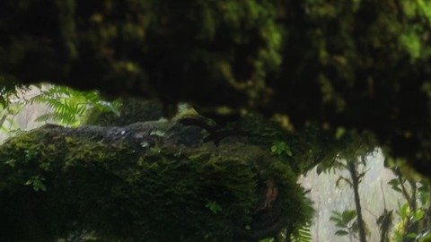 【ポケモンGO】11月のコミュデイ「ツツケラ」か？