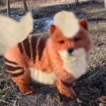 「実在する動物」にポケモンのタイプ割り振って行こうぜ