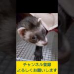 【Vlog的な？】フェレット飼いました　#Shorts