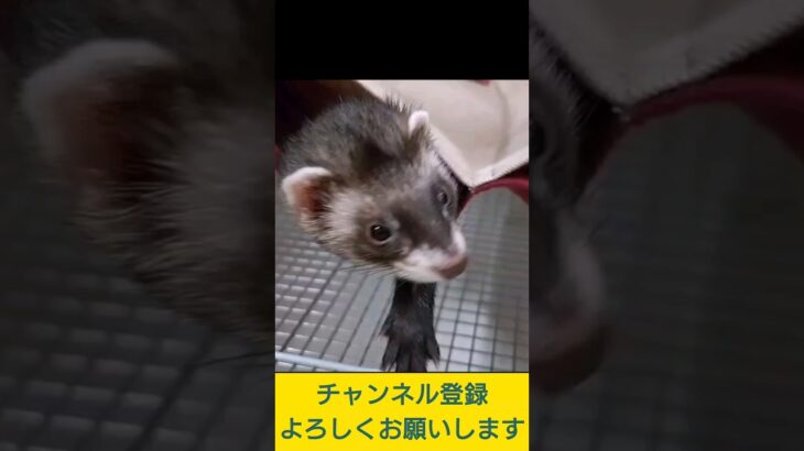 【Vlog的な？】フェレット飼いました　#Shorts